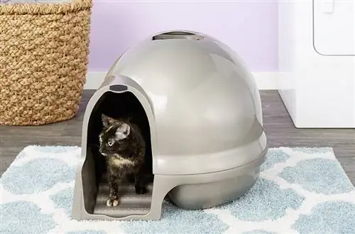 pusa sa isang dome cat litter box