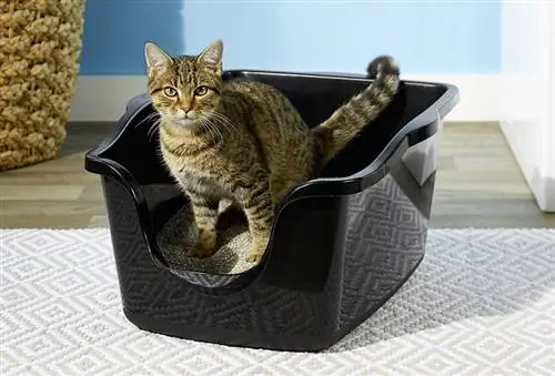 6 Pinakamahusay na Litter Box para sa Mga Pusang May Kapansanan sa 2023: Mga Review & Mga Nangungunang Pinili