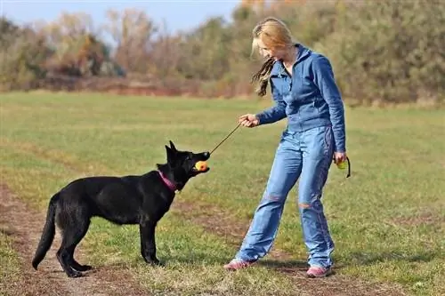 Junge Frau spielt mit ihrem deutschen Schäferhund