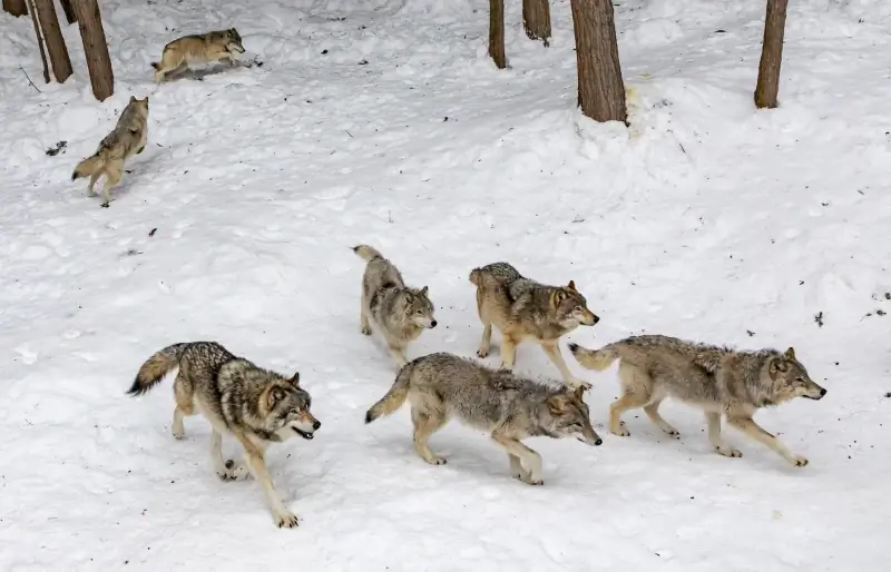 une meute de loups gris