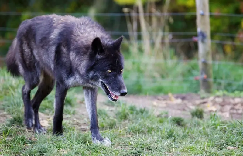 Schwarzgrauer Wolf, der außerhalb des Zauns herumstreift