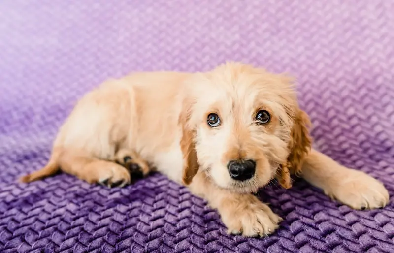 F1 goldendoodle puppy na nakahiga sa purple blanket