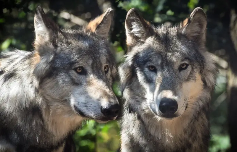 Lobos atacam cachorros? Como proteger seu animal de estimação