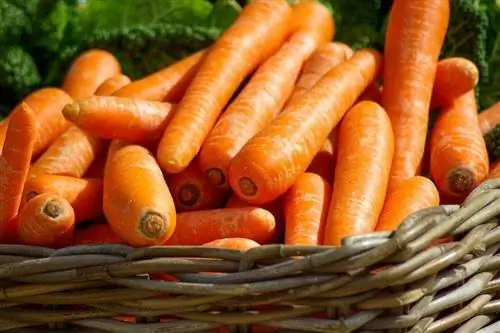 zanahorias en una cesta