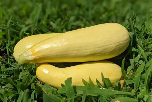 courge d'été jaune