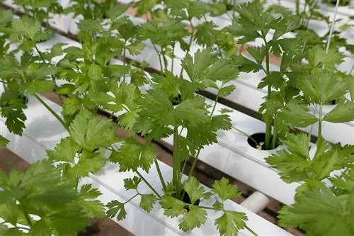 plantas de cilantro