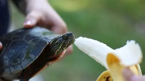 Uma tartaruga comendo uma banana