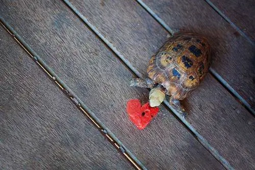 Kunnen schildpadden fruit eten? 12 door dierenartsen beoordeelde voedzame opties