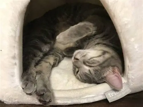 gatto che dorme nel suo letto di caverna