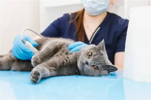 kedi veteriner kliniğinde ultrason yaptırıyor