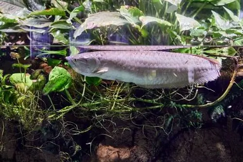 Silver Arowana Fish 2023 үчүн эң мыкты 8 азык – Сыноолор & Мыкты тандоолор