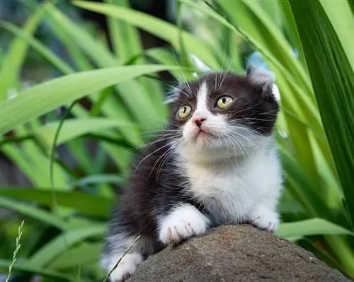 Pequeño gatito kinkalow