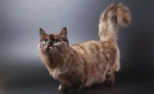 8 Munchkin Cat Breeds & Kulay (May Mga Larawan)