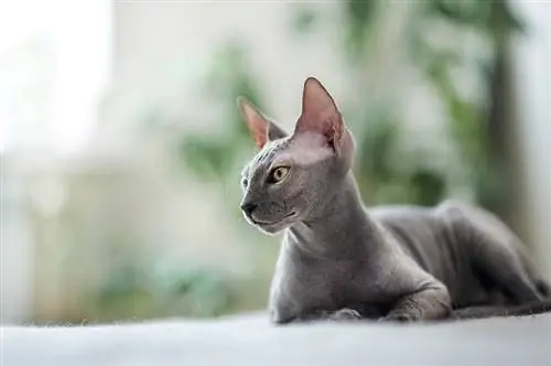 hermoso gato minskin esfinge gris