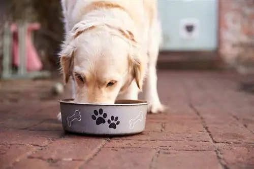 labrador dog na kumakain mula sa feeding bowl