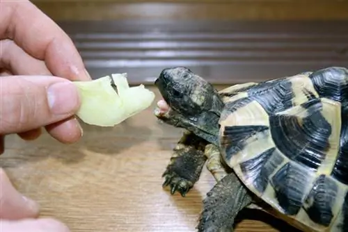 Tortuga de alimentación manual con verduras