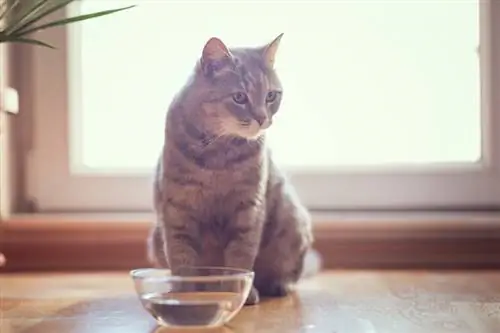 Waarom drinkt mijn kat geen water? 10 door dierenartsen beoordeelde redenen