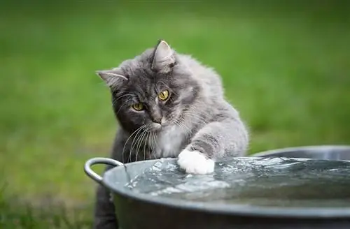 Tabby maine coon cat na naglalaro ng tubig sa metal bowl