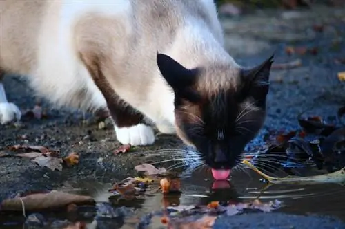 pusang umiinom ng tubig sa lusak