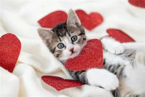 10 geweldige Valentijnsdagcadeaus voor katten die je vandaag kunt krijgen