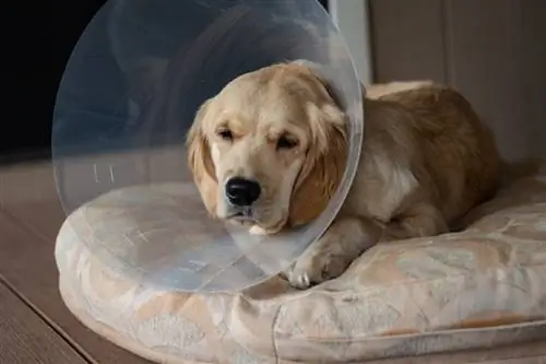 Golden Retriever usando o cone da vergonha após a cirurgia