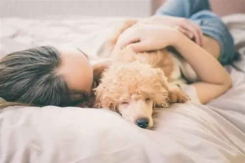 ¿Por qué mi perro duerme sobre mí? (Explicación del comportamiento del perro)