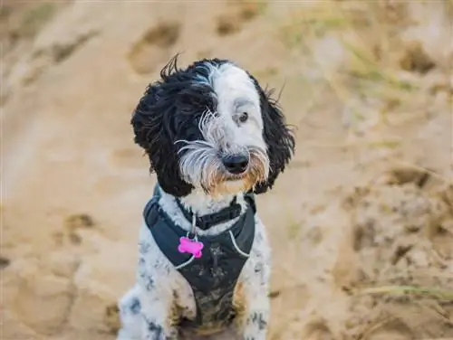 Picha ya kupendeza ya labradoodle kwenye matuta ya mchanga