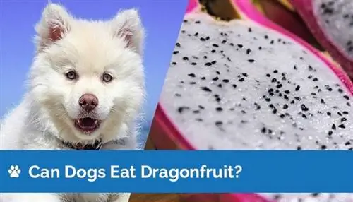 Կարո՞ղ են շները ուտել վիշապի միրգ: Արդյո՞ք Dragon Fruit-ը անվտանգ է շների համար: