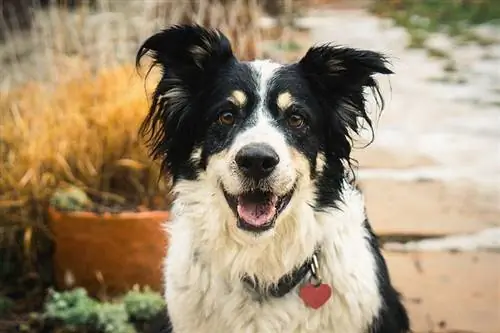 um close-up de Border Collie com coleira