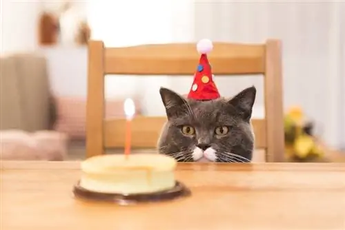 feliz aniversário gato