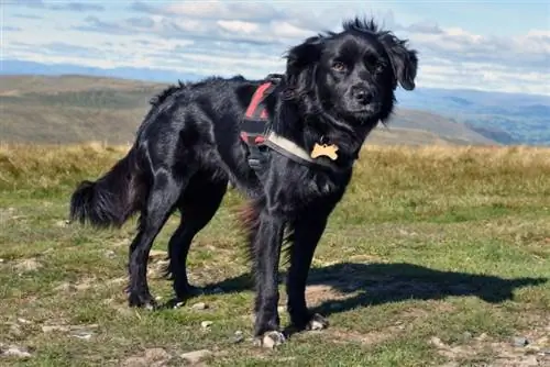 10 legjobb heveder border collie számára – 2023-as vélemények & legjobb választás