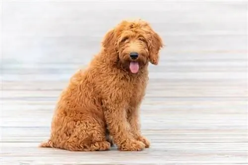 chien goldendoodle assis en plein air