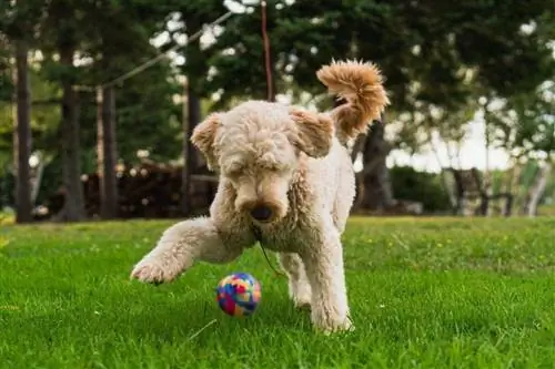 Goldendoodle leker med en boll i en park