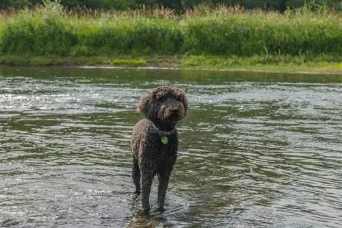 czarny goldendoodle pies stojący na brzegu rzeki