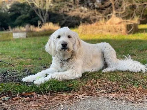 goldendoodle hund liggande på marken