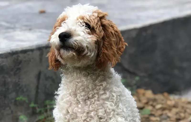 goldendoodle