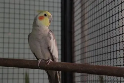 Cinnamon Cockatiel: Slike, dejstva, & Zgodovina