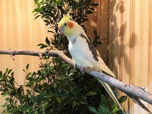 Cockatiel ya mdalasini