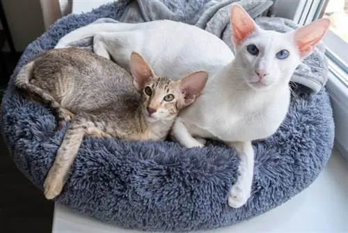 oriental shorthair pişik birlikdə istirahət