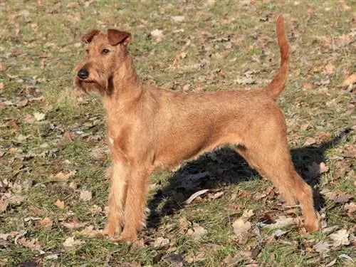 mbwa wa terrier wa Ireland amesimama kwenye bustani