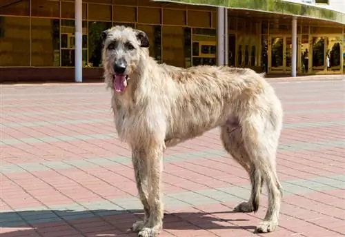 irish wolfhound aub ntawm lub tiaj ua si