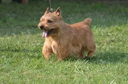 Glen of Imaal Terrier-ը քայլում է բացօթյա խոտի վրա