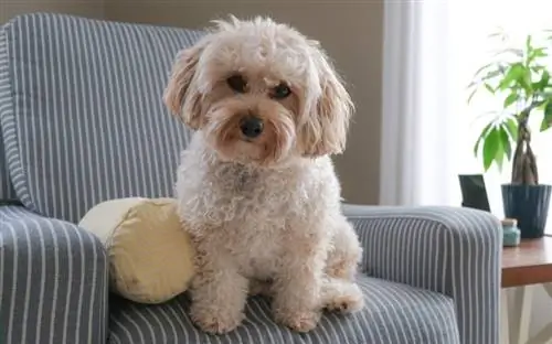 un caniche blanc assis sur une chaise