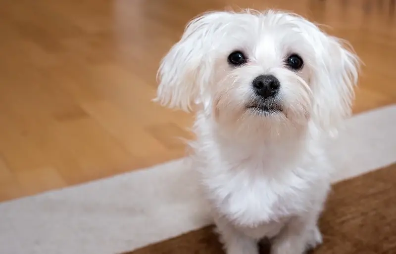 cachorro m altês sentado no chão e olhando para cima