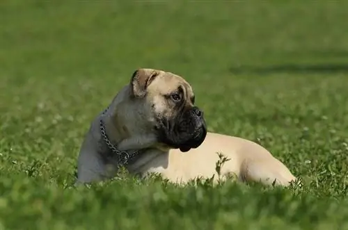 Порода кучета Staffy Bull Bullmastiff