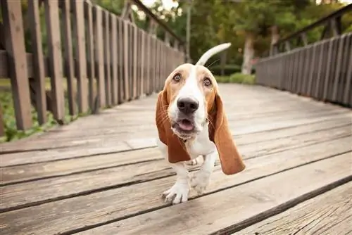 Basset hound séta a hídon