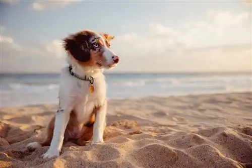 Un cane in spiaggia