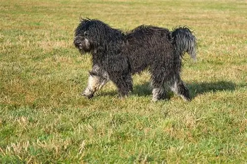 cane goldendoodle nero che corre in un prato