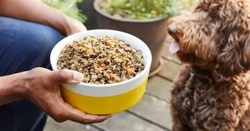 persona che alimenta cibo per cani fresco petplate