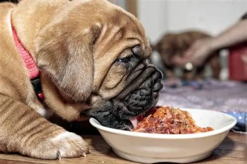 cucciolo carino in attesa di cibo per cani crudo in una ciotola bianca